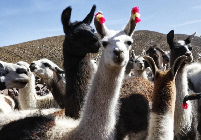 llamitas