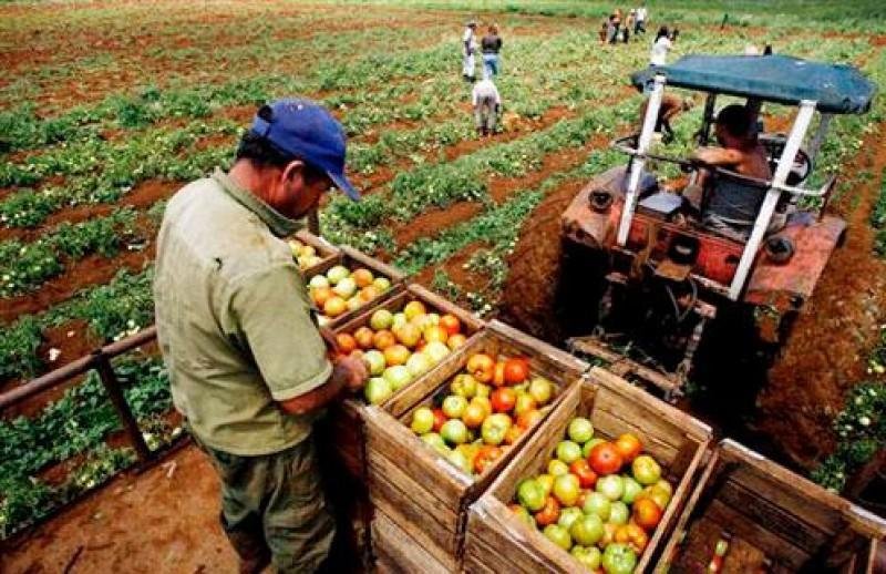 produccion-nacional-agropecuaria-crecio-en-1-19-en-el-primer-23905