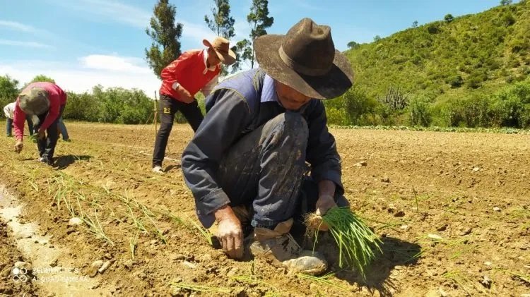 Producción-de-hortalizas-y-frutales-Tomina-3-e1584790415227