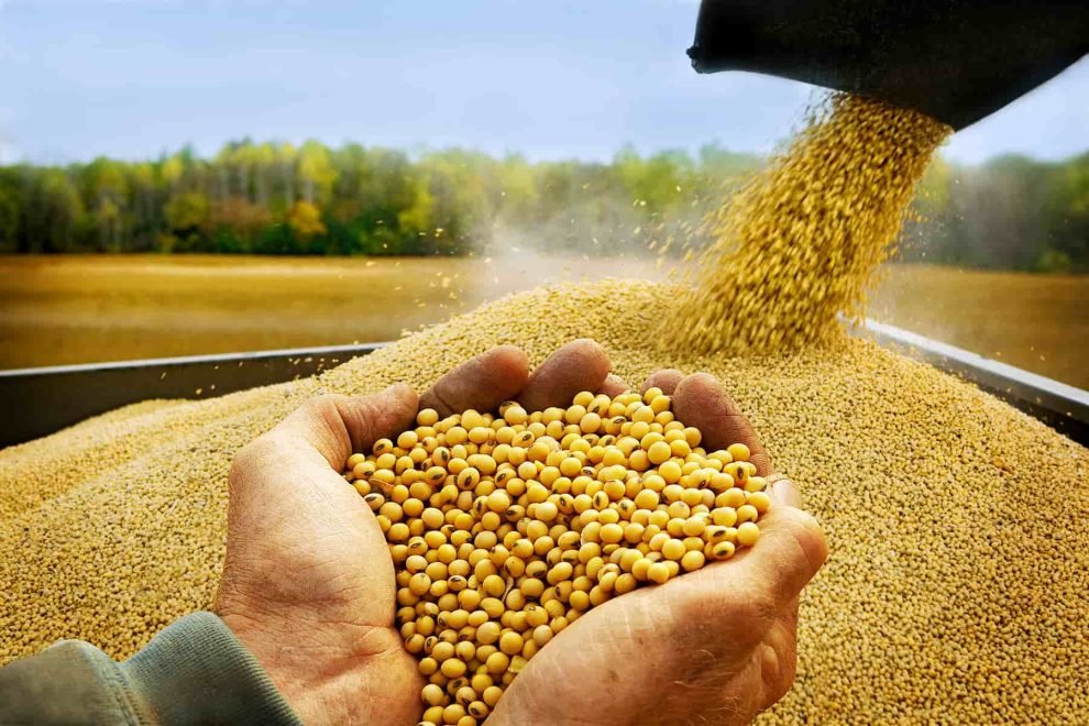 soya-990x660