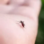 suben-los-casos-de-chikungunya-en-sa_101-14724323_20260311105116